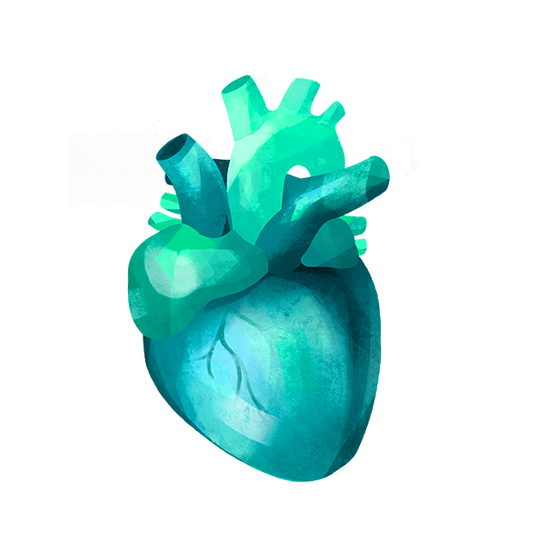Illustration Kardiologie (Kooperationspartner)